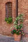 Italy-Tuscany-Crete Senesi-Asciano Street scene with potted flowers Art Print